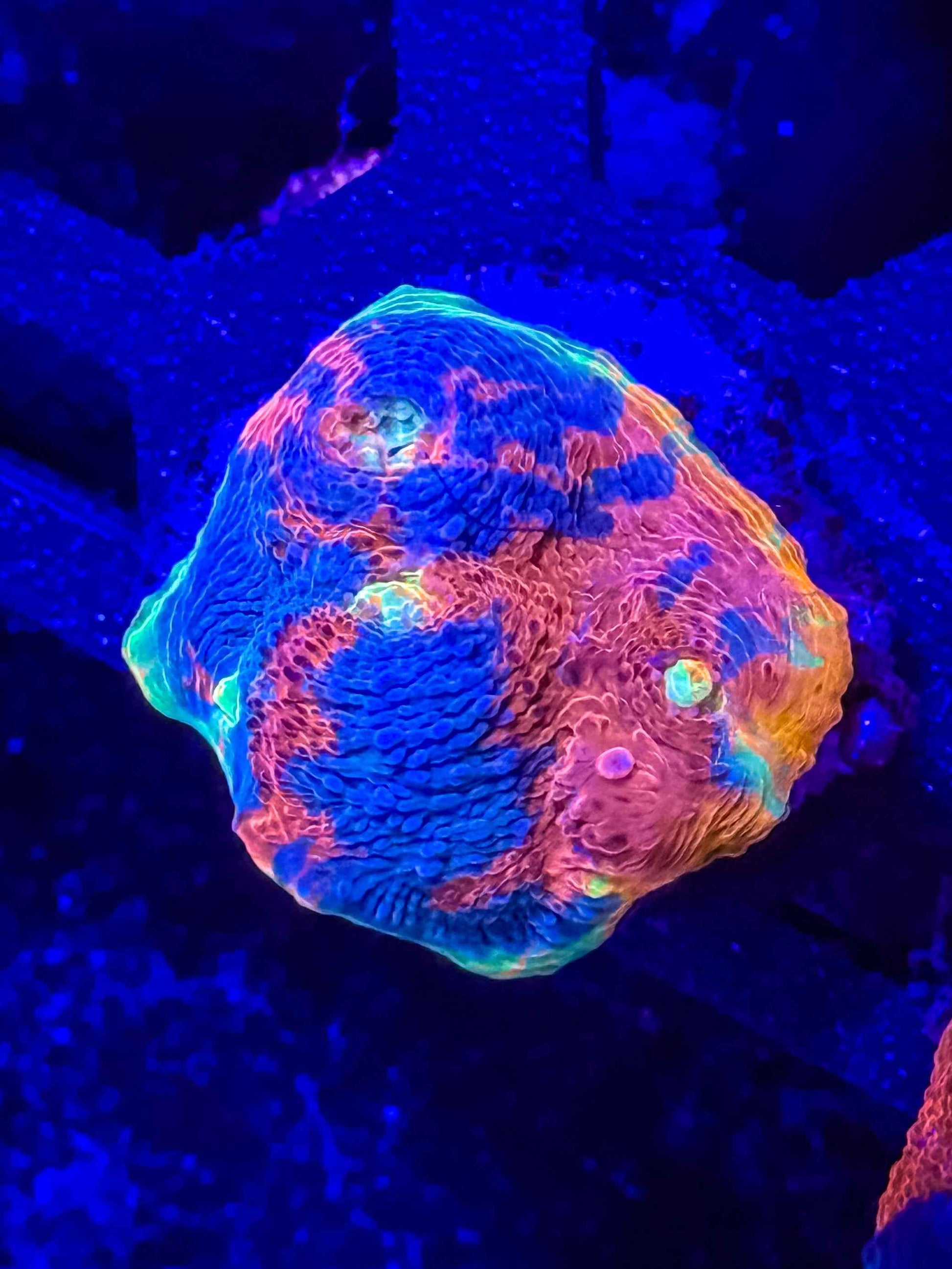 Ultra Rainbow Chalice