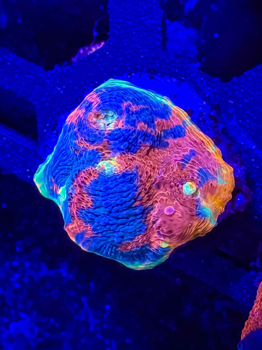 Ultra Rainbow Chalice