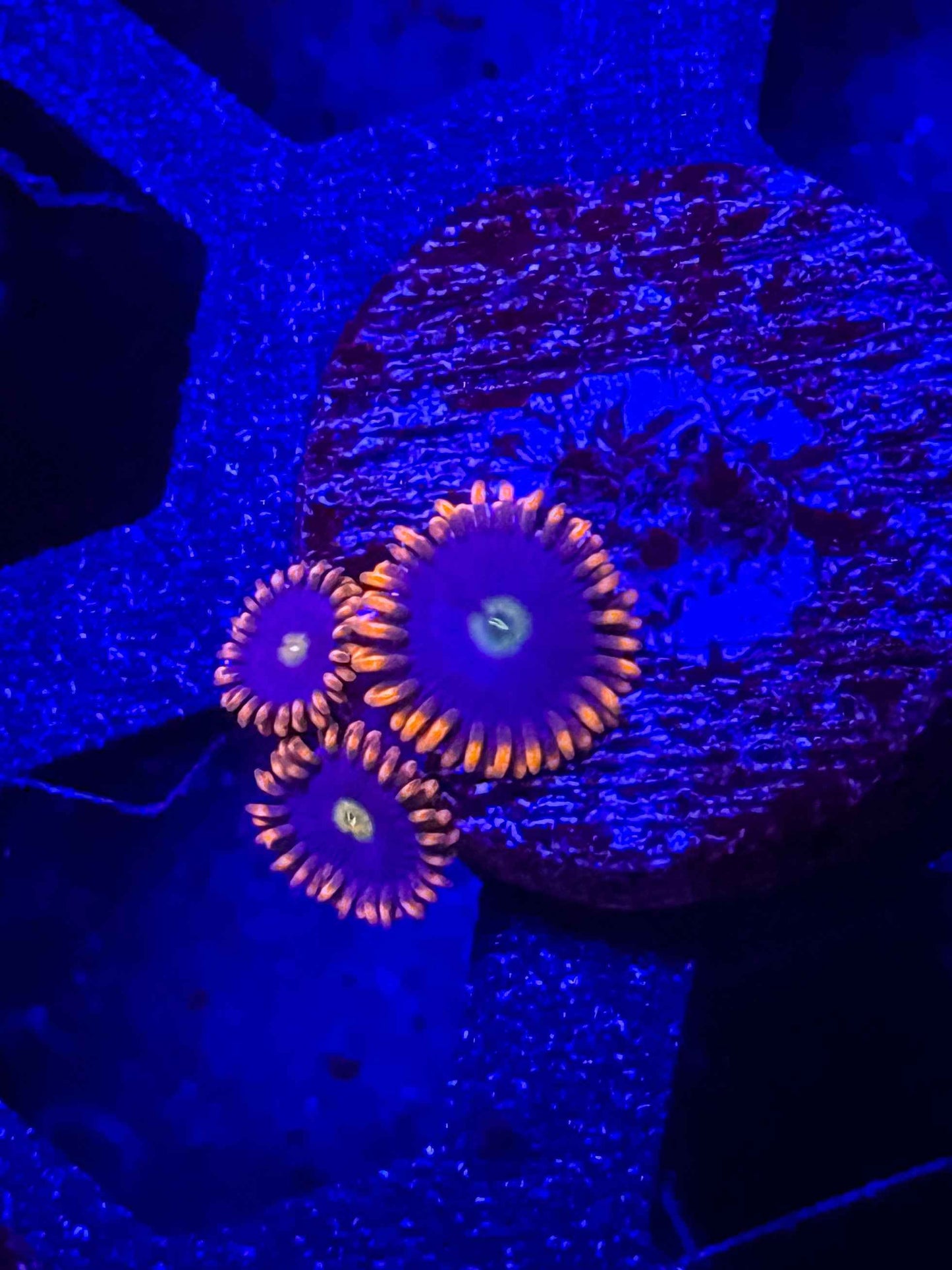 Orange Skirt Zoas