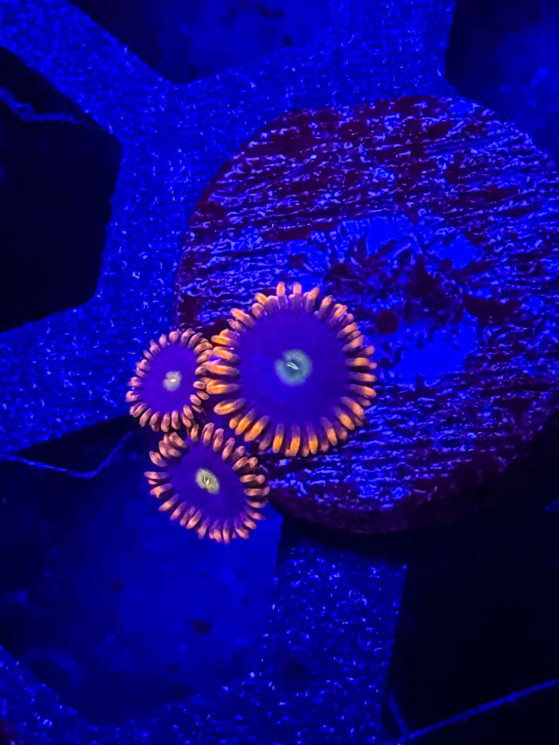 Orange Skirt Zoas