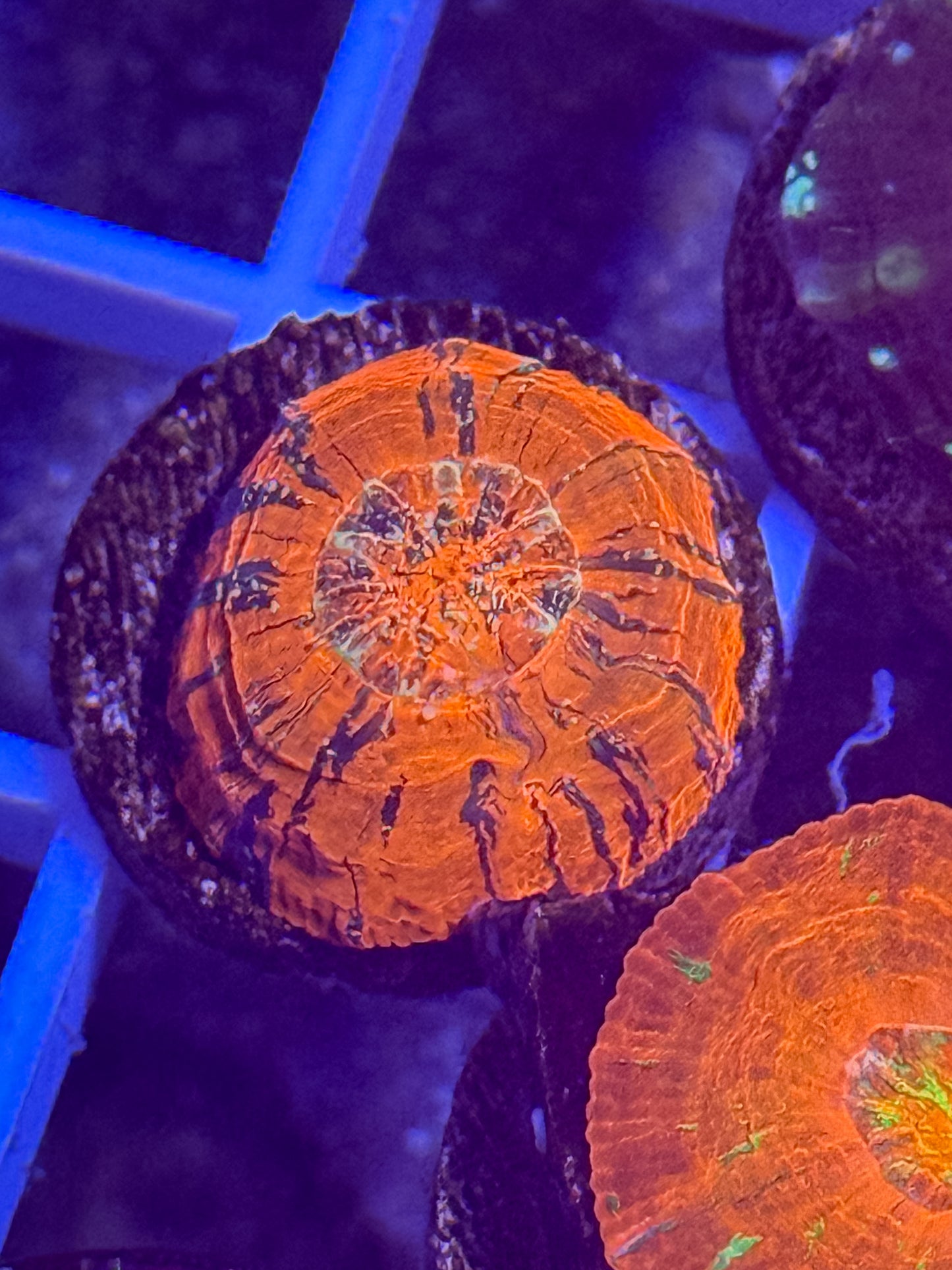 Captive Spawned Scolymia