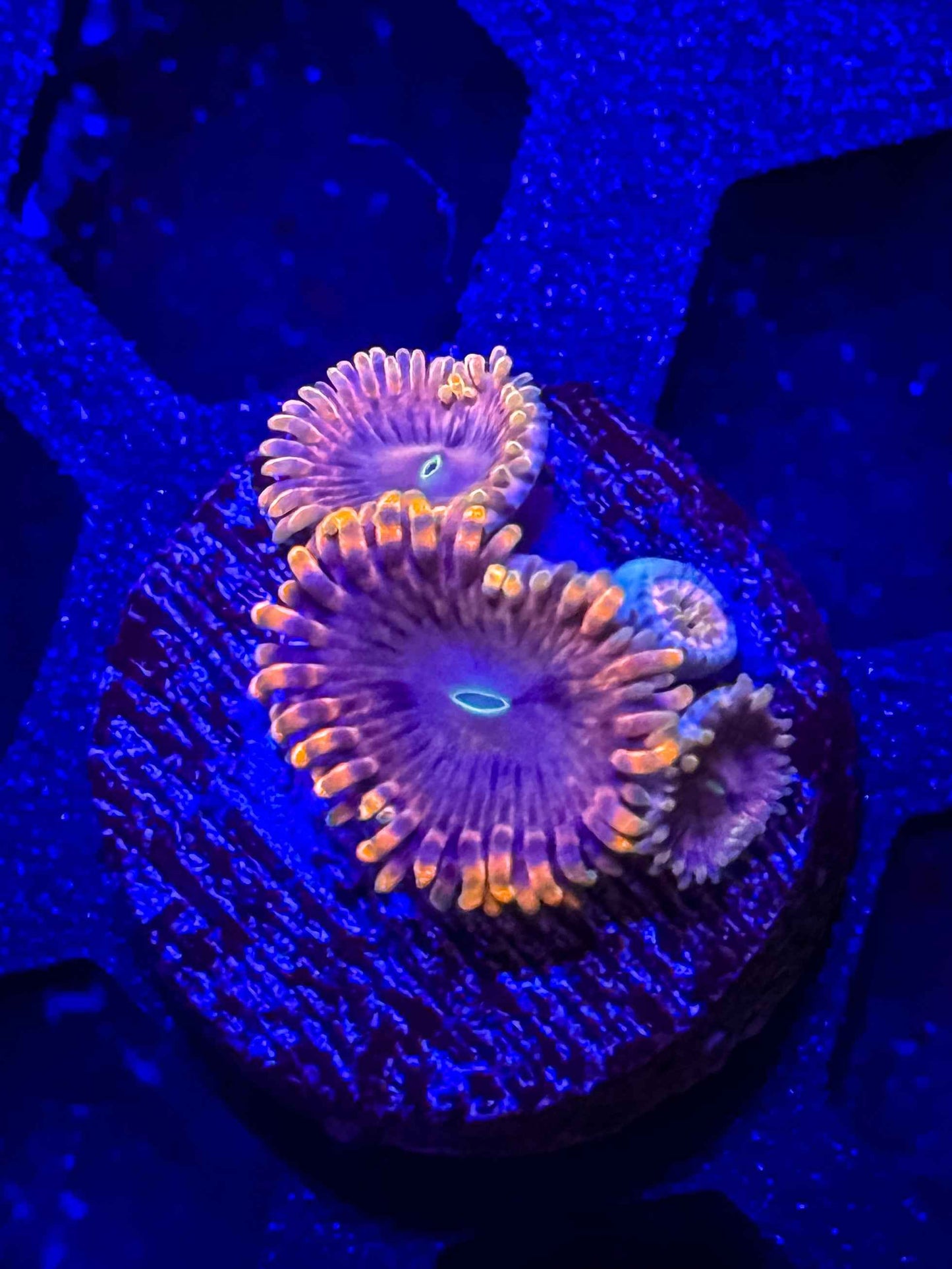 Fairy Fart Zoas