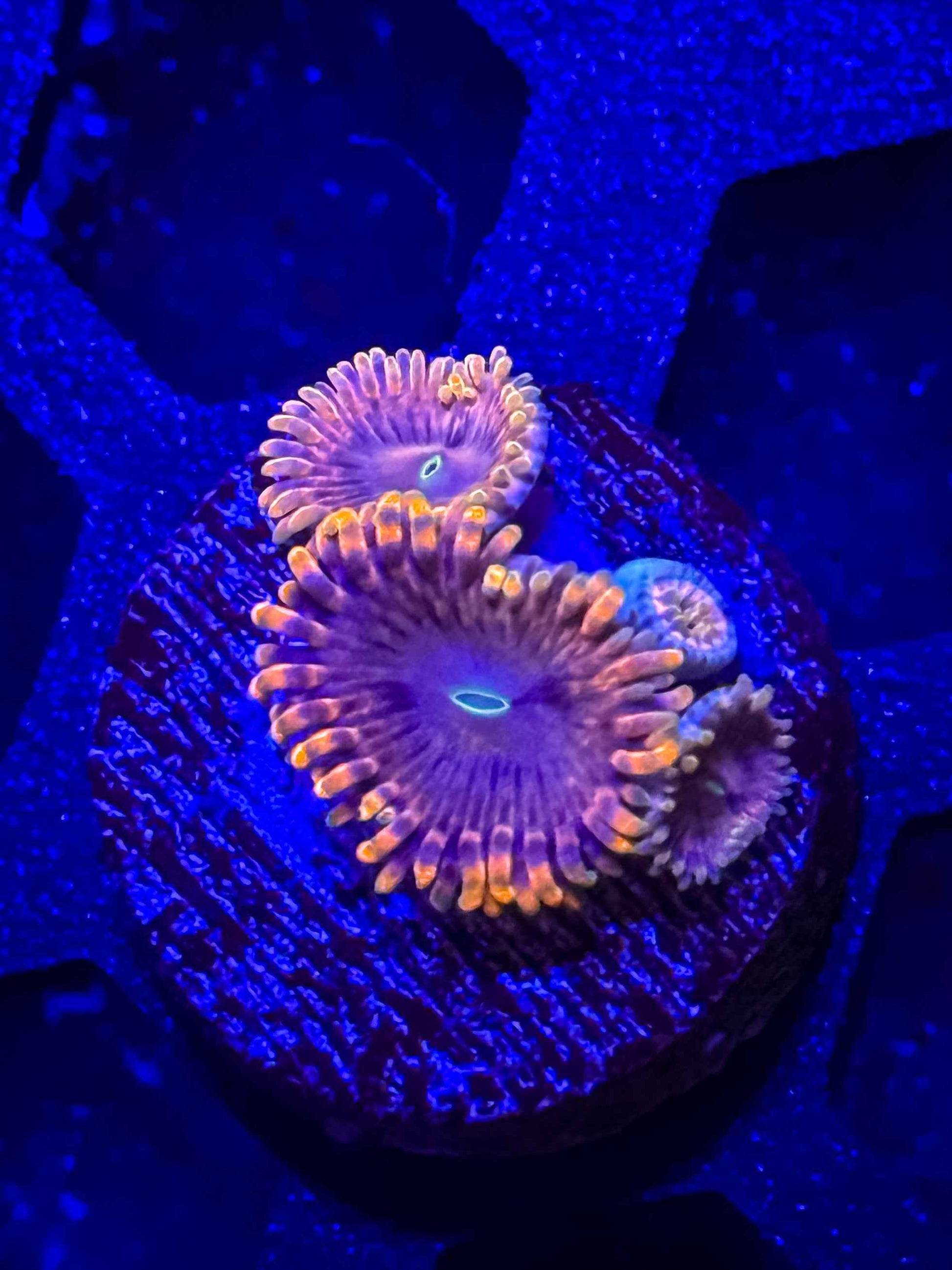 Fairy Fart Zoas
