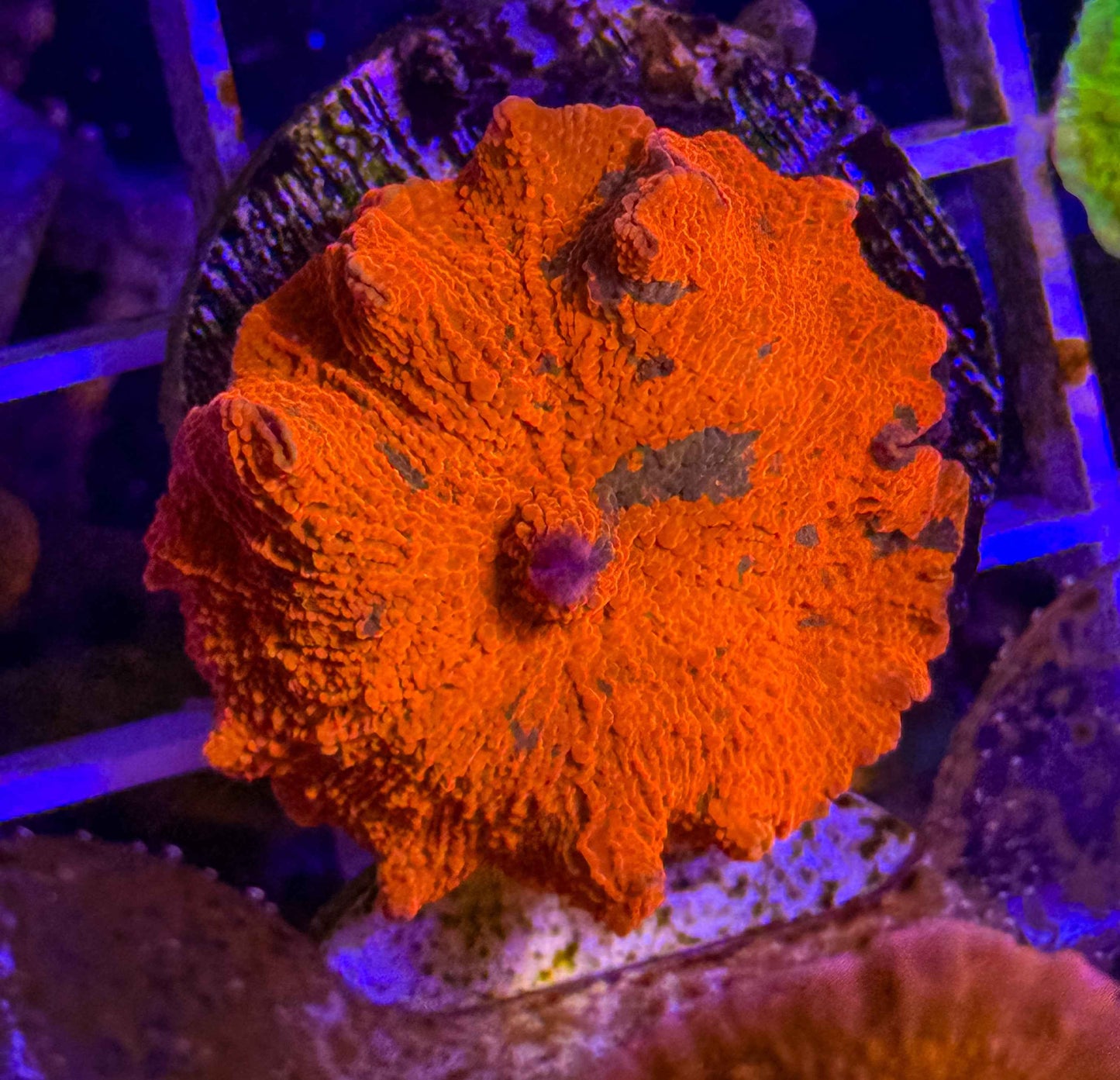 Candy Crush Electus Mushroom