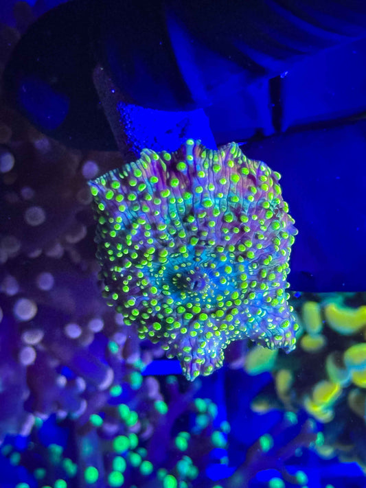 Pastel Pimple Fusion Disco Mushroom