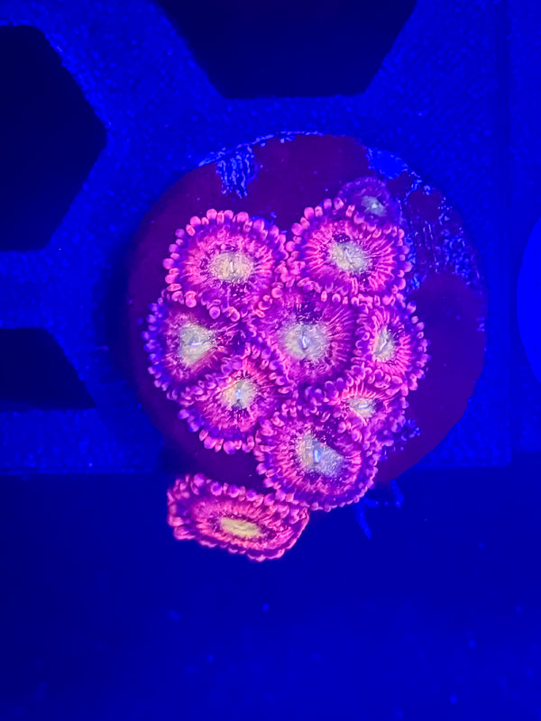 Halle Berry Zoas
