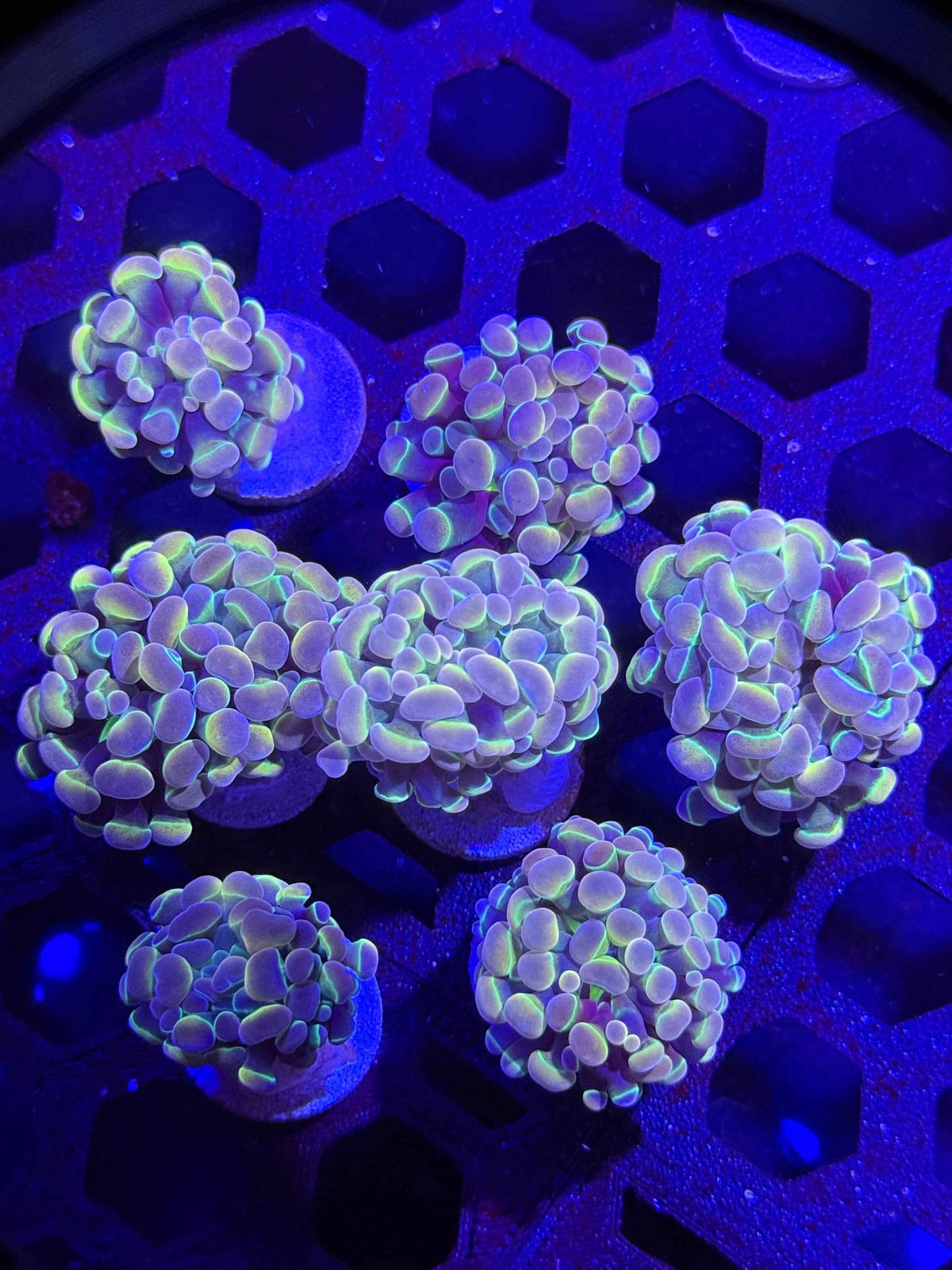 Aquacultured True Hologram Hammer Coral (1 Polyp/Head) – Almost WYSIWYG