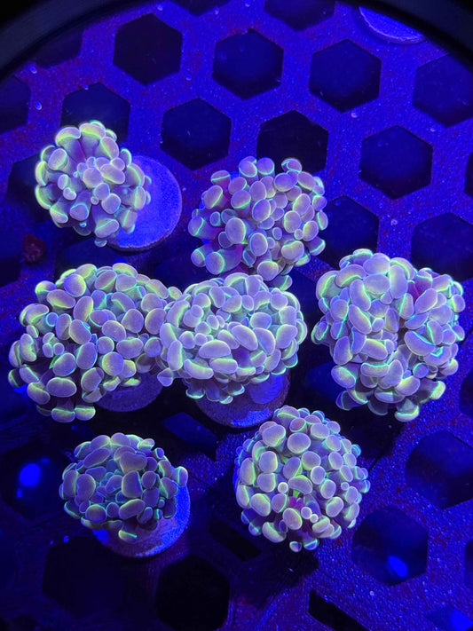 Aquacultured True Hologram Hammer Coral (1 Polyp/Head) – Almost WYSIWYG