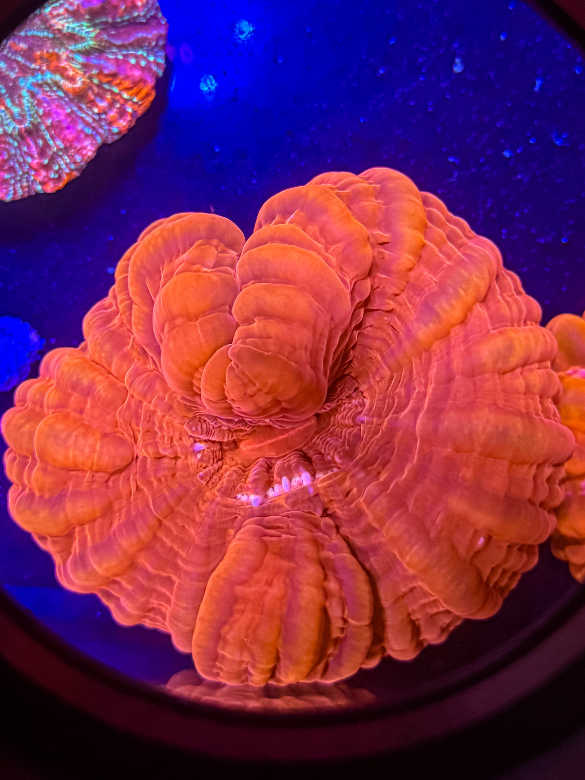 Cynarina Coral – WYSIWYG
