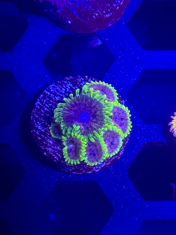 UC Atmosphere Zoas