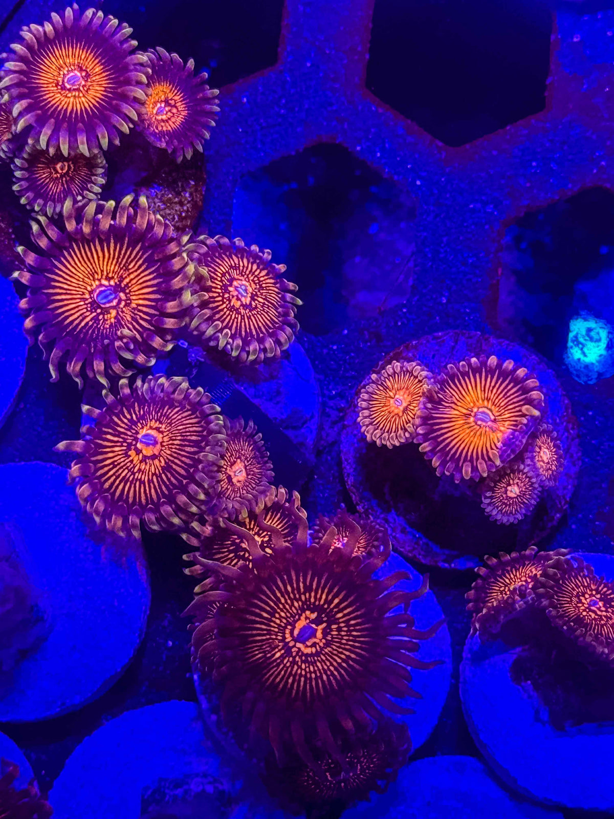 ARC Nightcrawlers Zoanthids – Almost WYSIWYG (1–3+ Polyps)