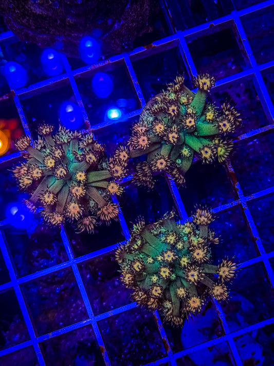 UC Grandmaster Goniopora (Tank Grown)