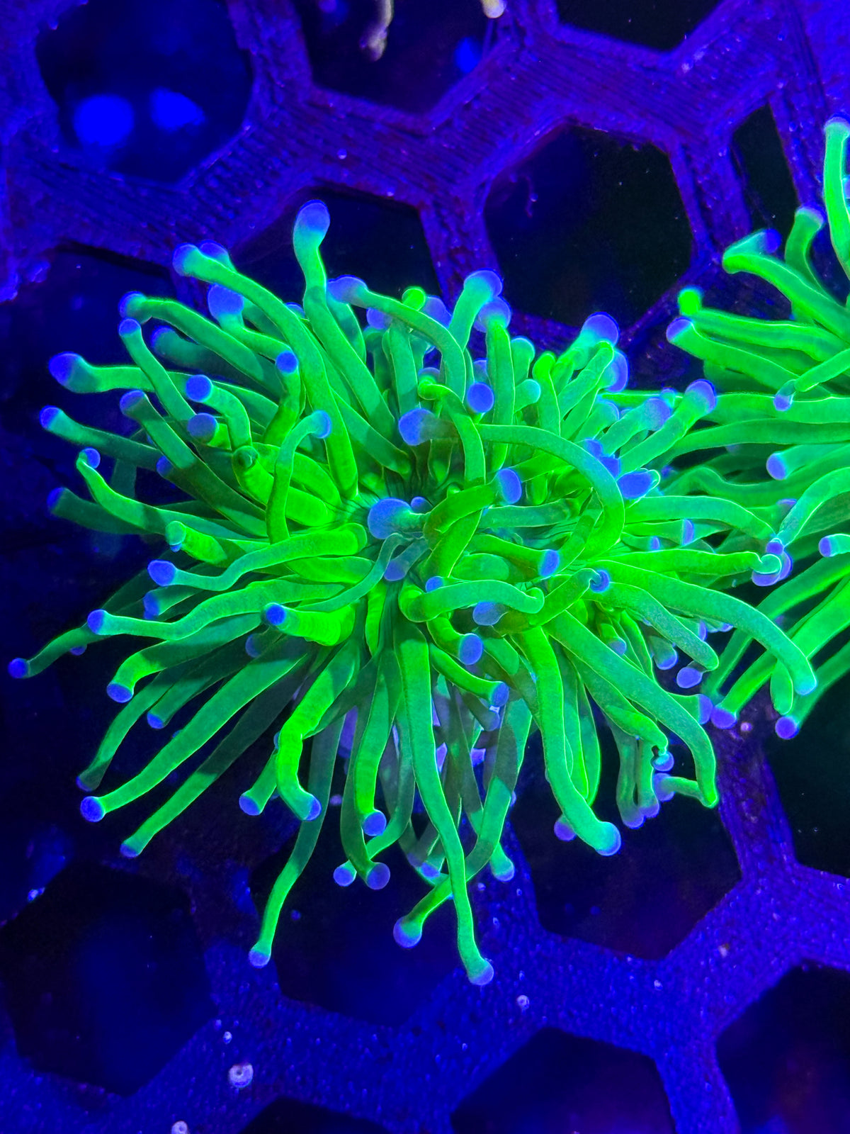 Indo Lime Torch Coral – WYSIWYG #2
