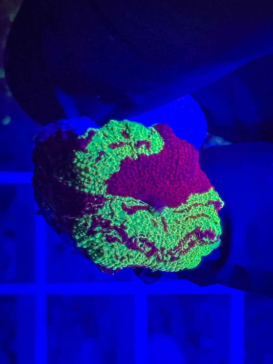 Electus Jawbreaker Mushroom