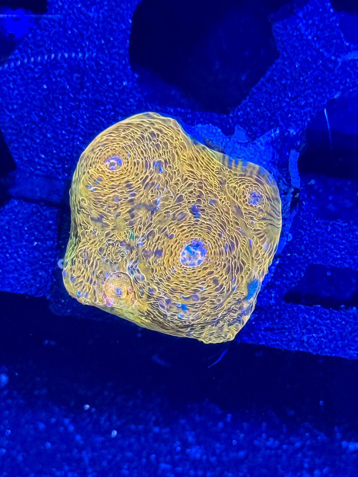 Orange & Green Chalice - WYSIWYG
