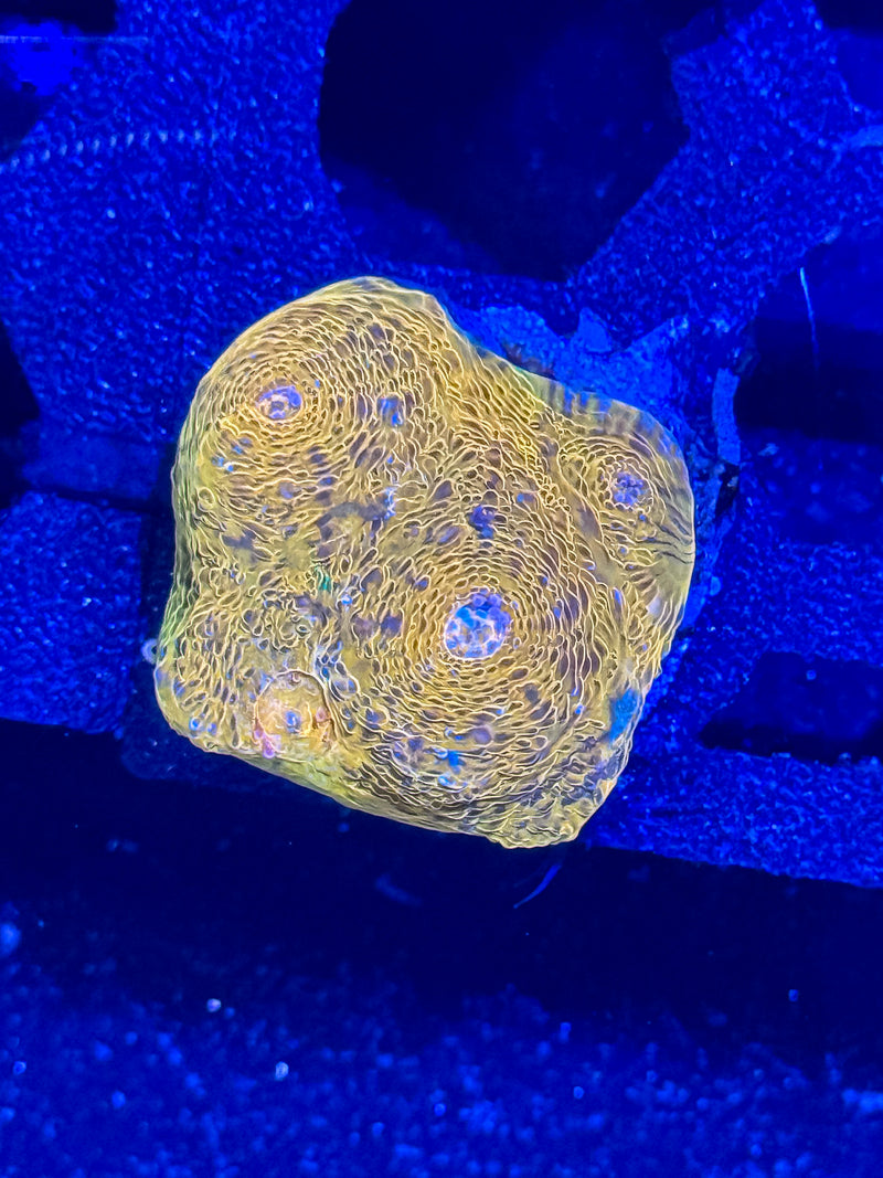 Orange & Green Chalice - WYSIWYG