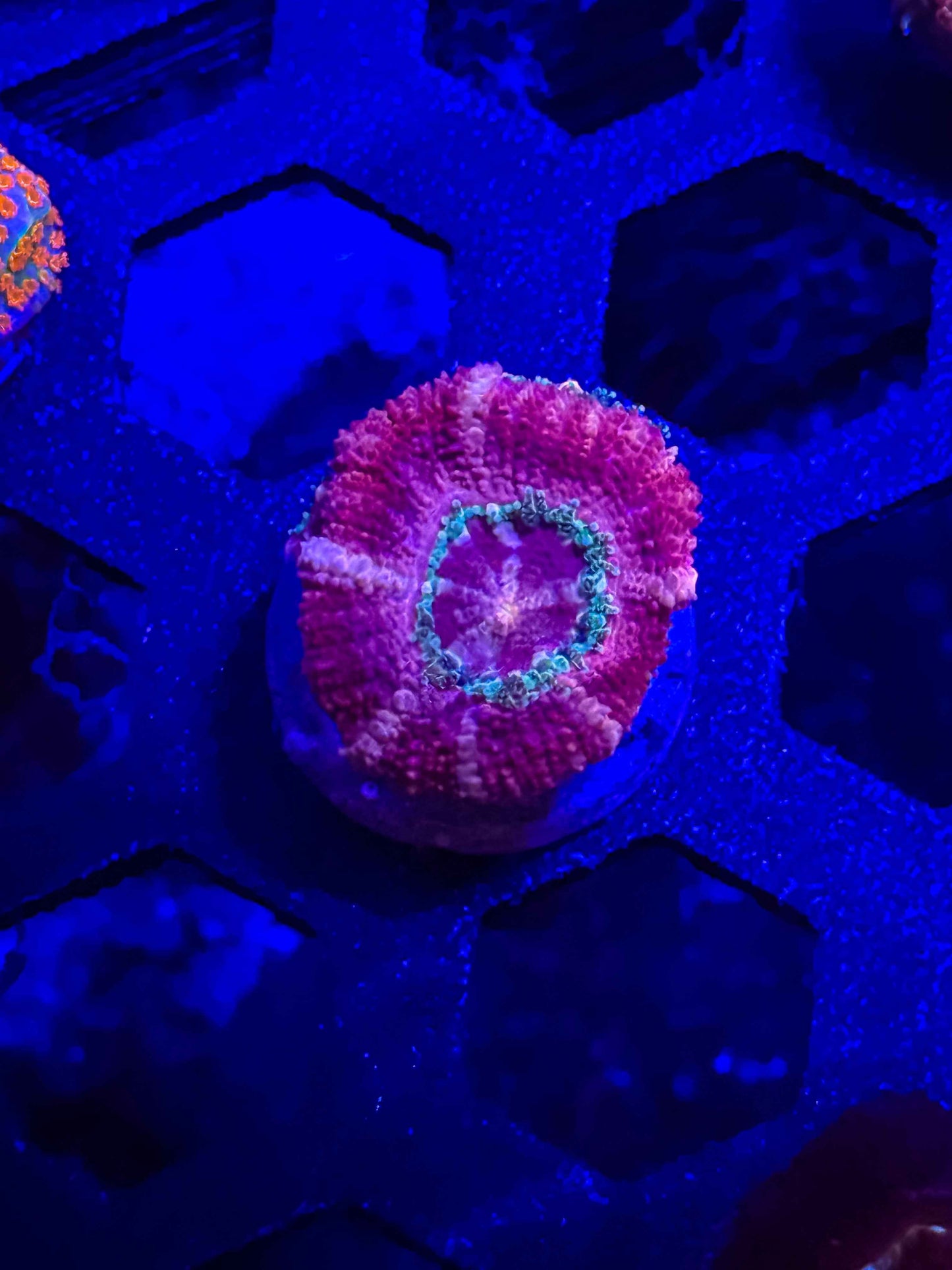 Malaysian Acan Lord