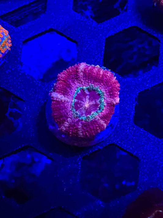 Malaysian Acan Lord