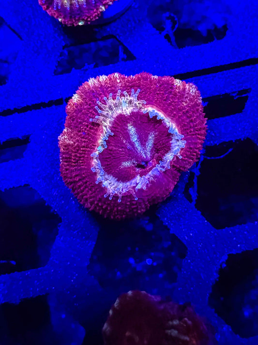 Malaysian Acan Lord