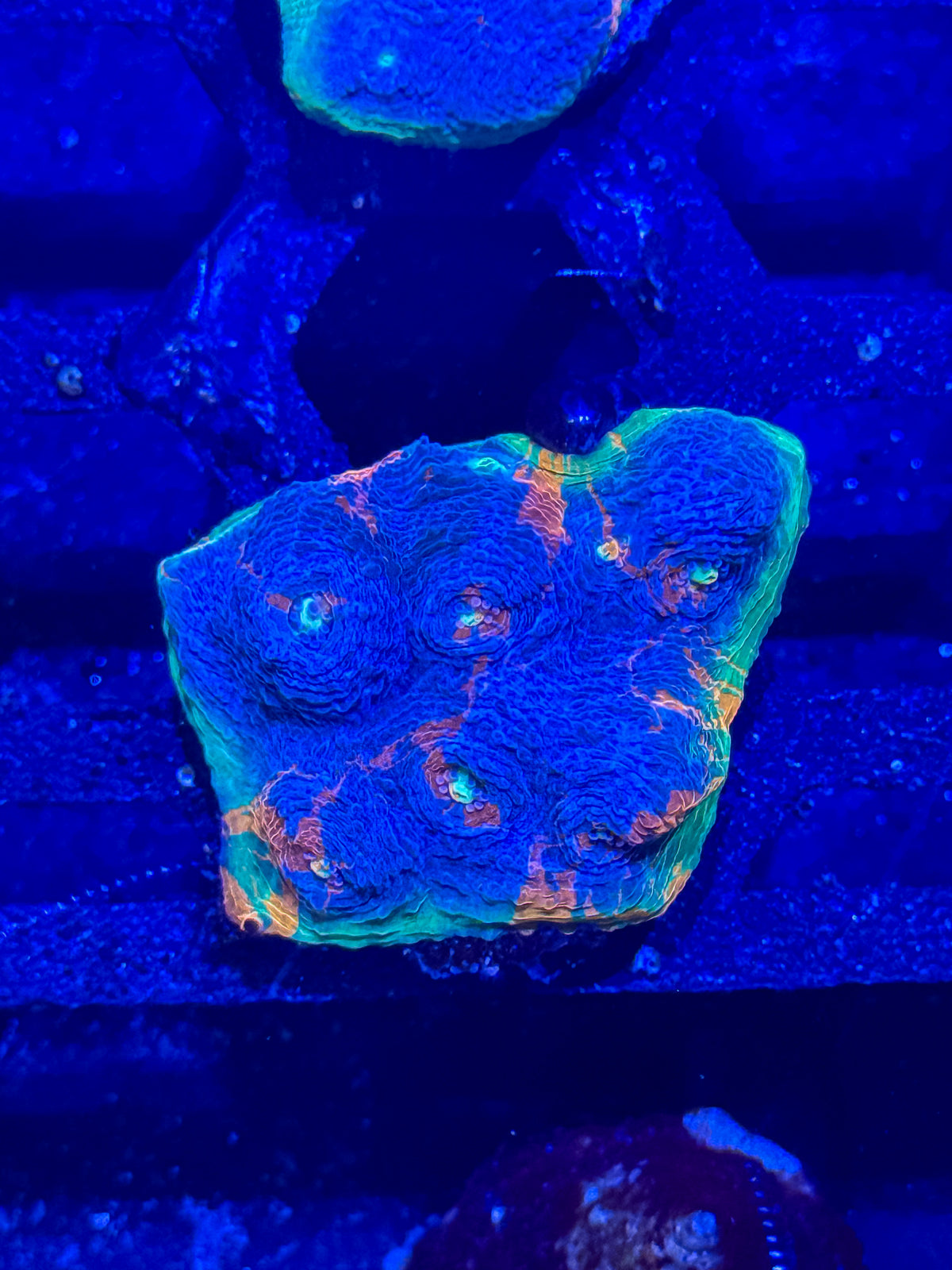 Jelly Bean Chalice - WYSIWYG