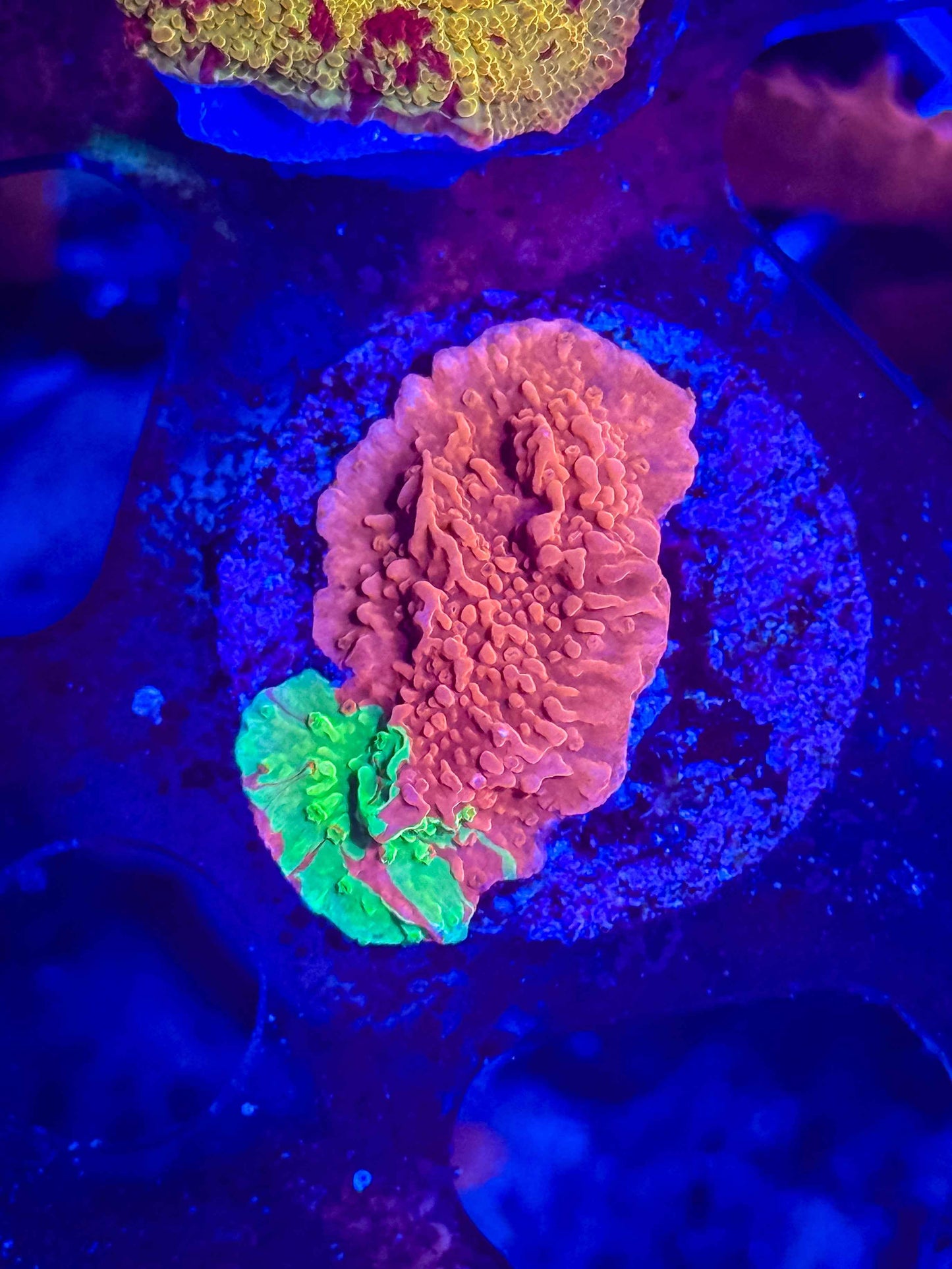 WWC Grafted Monti Cap (Small)