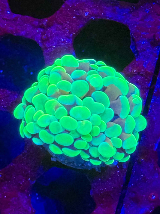 GS Fighting Irish Hammer – WYSIWYG #5