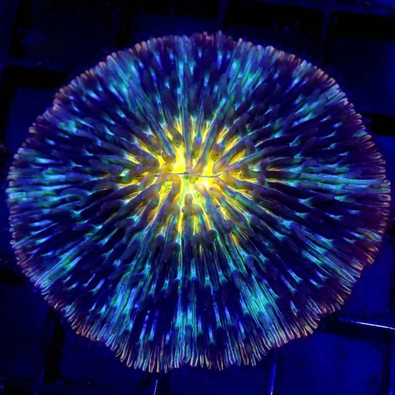 Unique Fungia