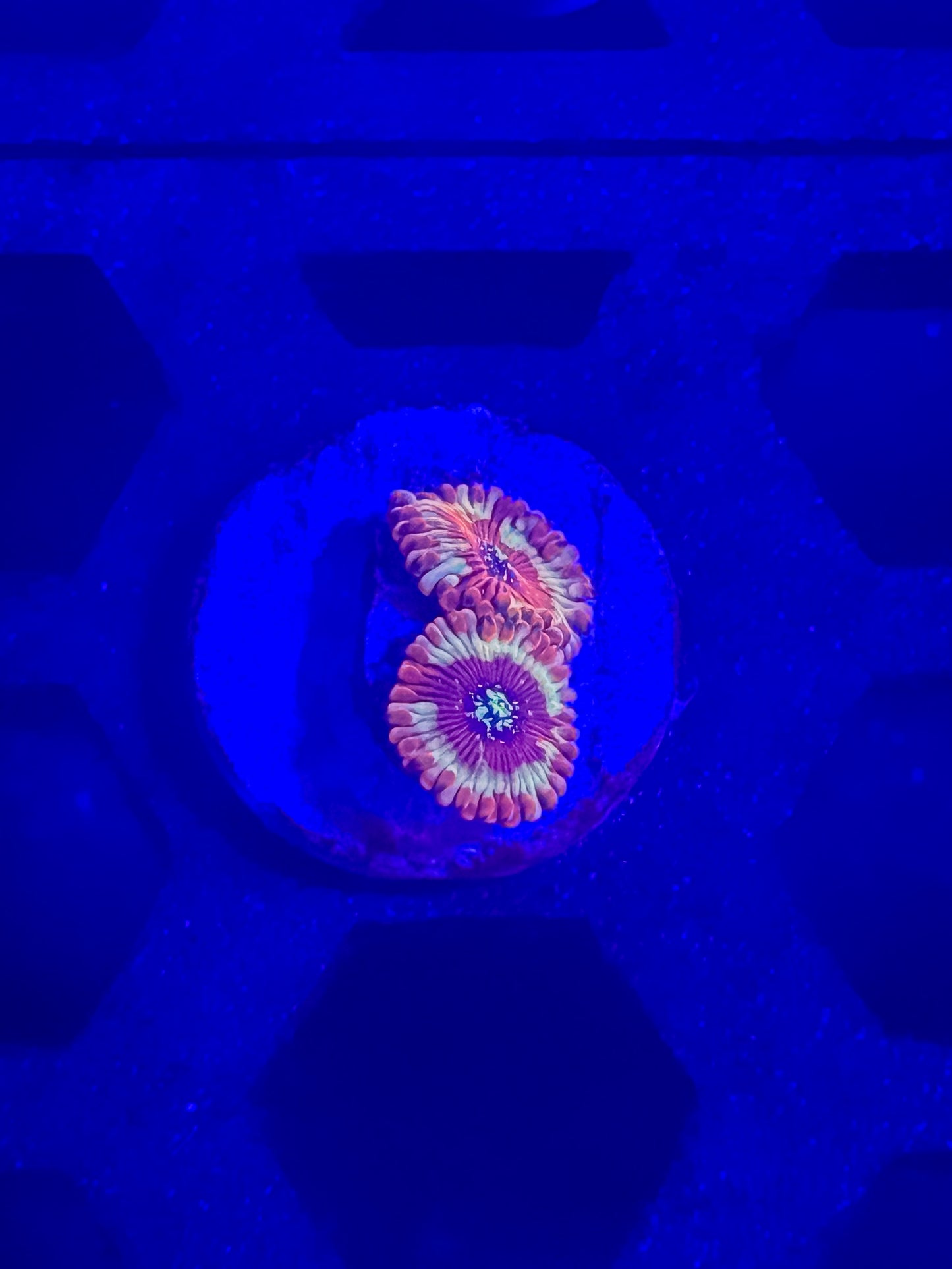 Magicians Zoas