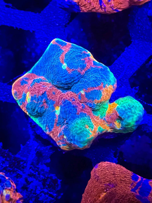 Ultra Rainbow Chalice