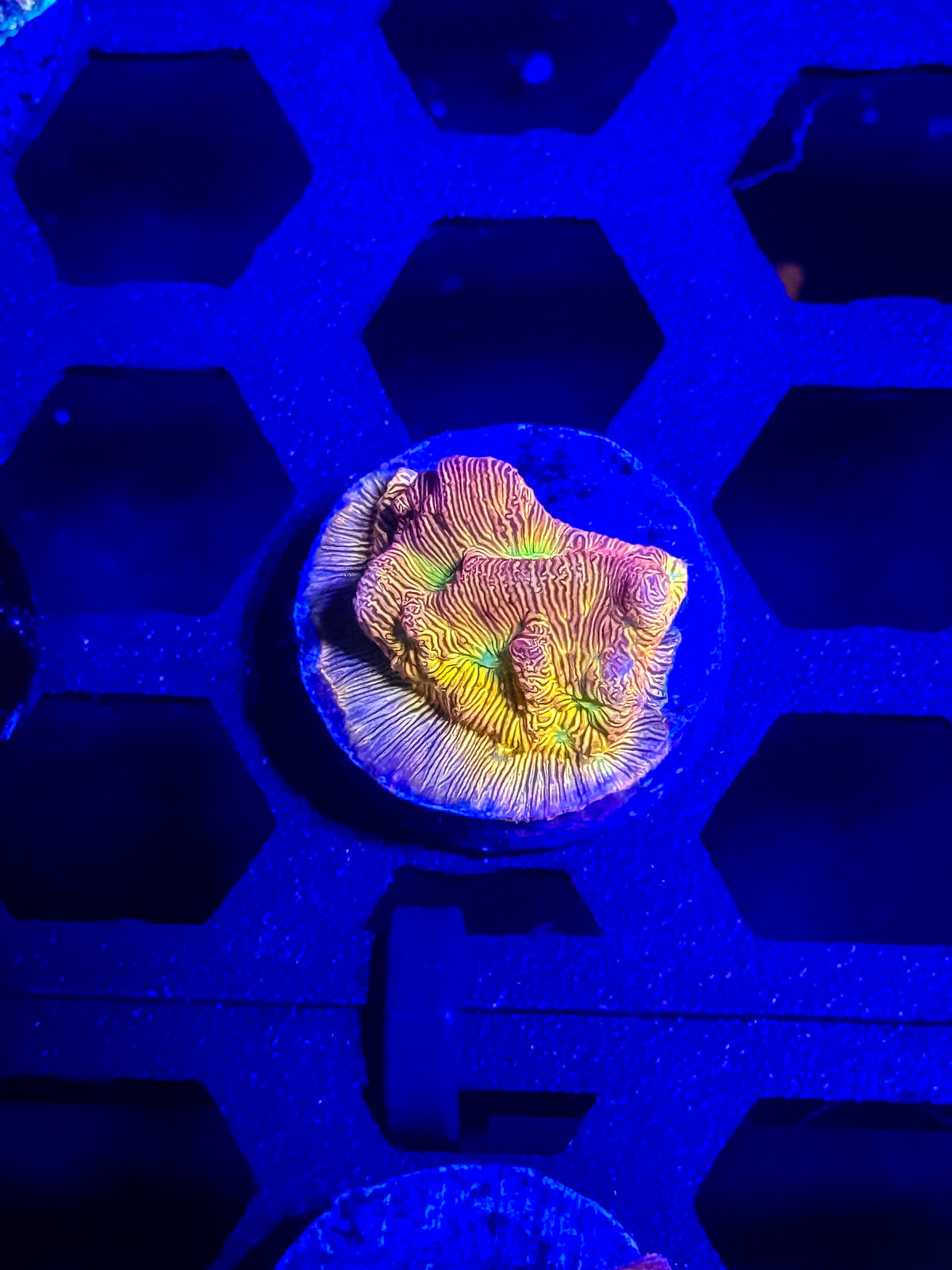 Jack-O-Lantern Leptoseris – WYSIWYG #1