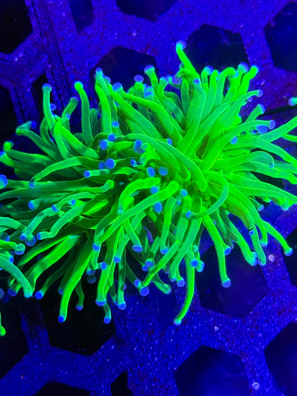 Indo Lime Torch Coral (Splitting) – WYSIWYG #3