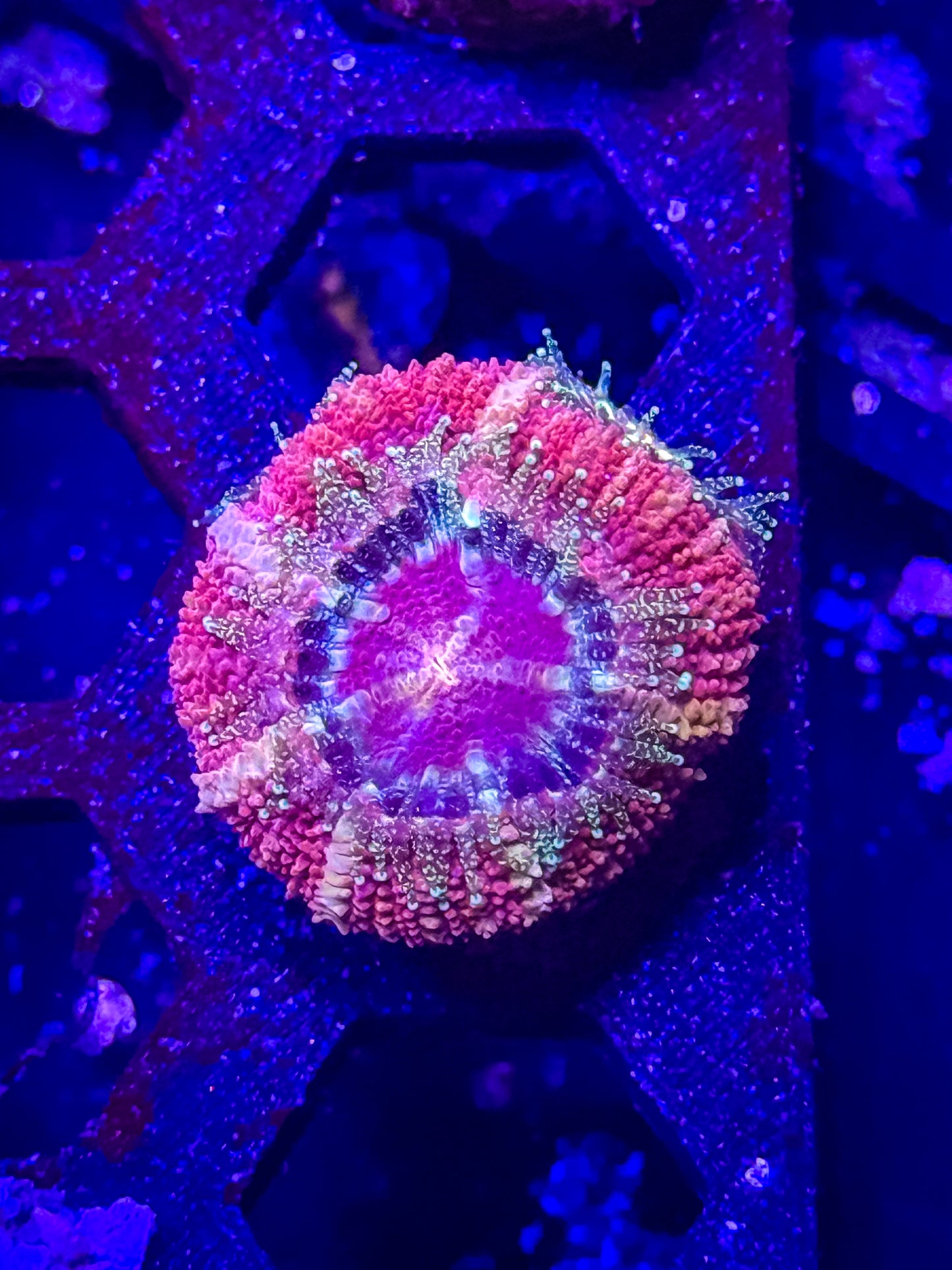 Malaysian Acan Lord