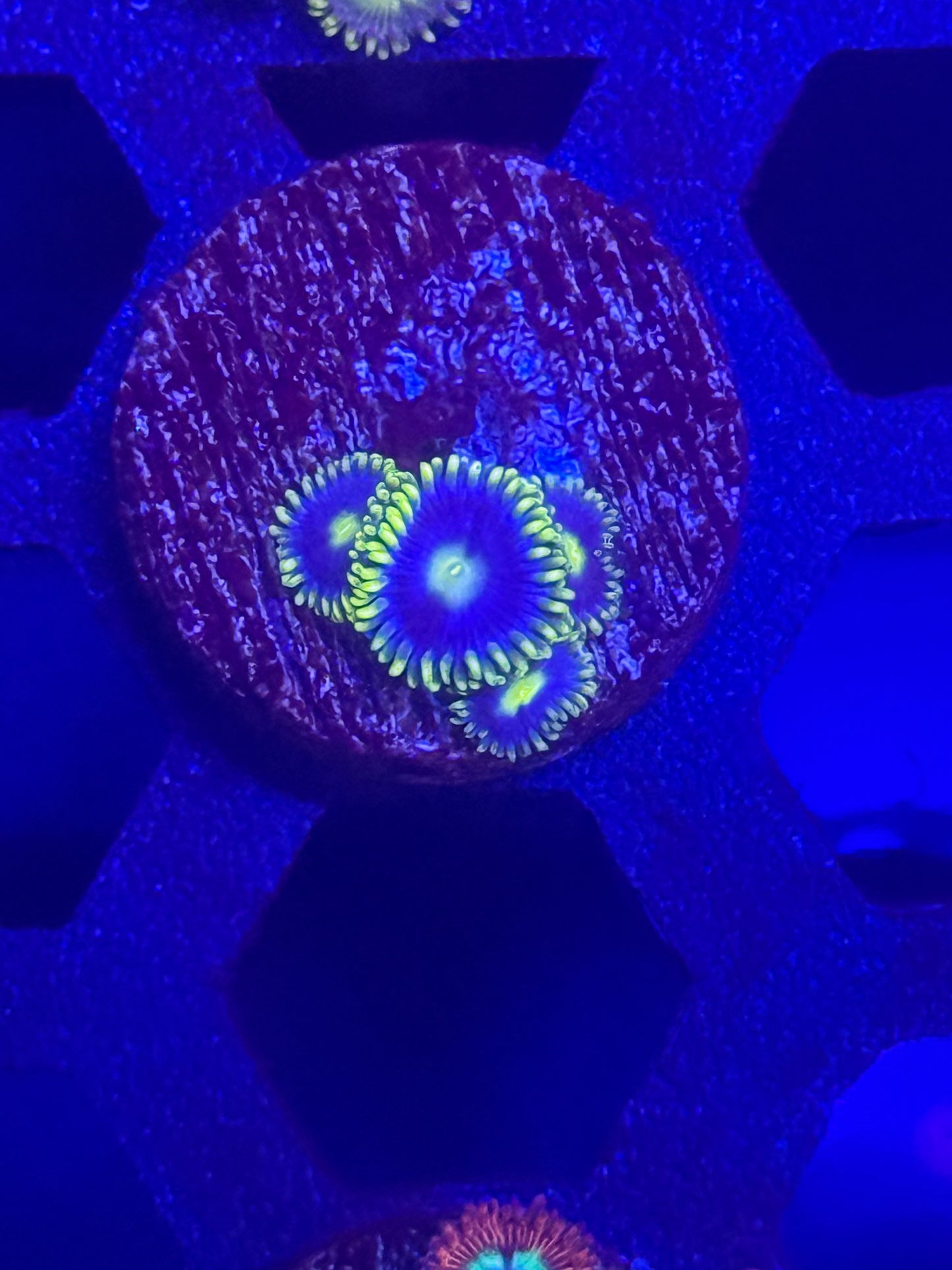 Blueberry Fields Zoas