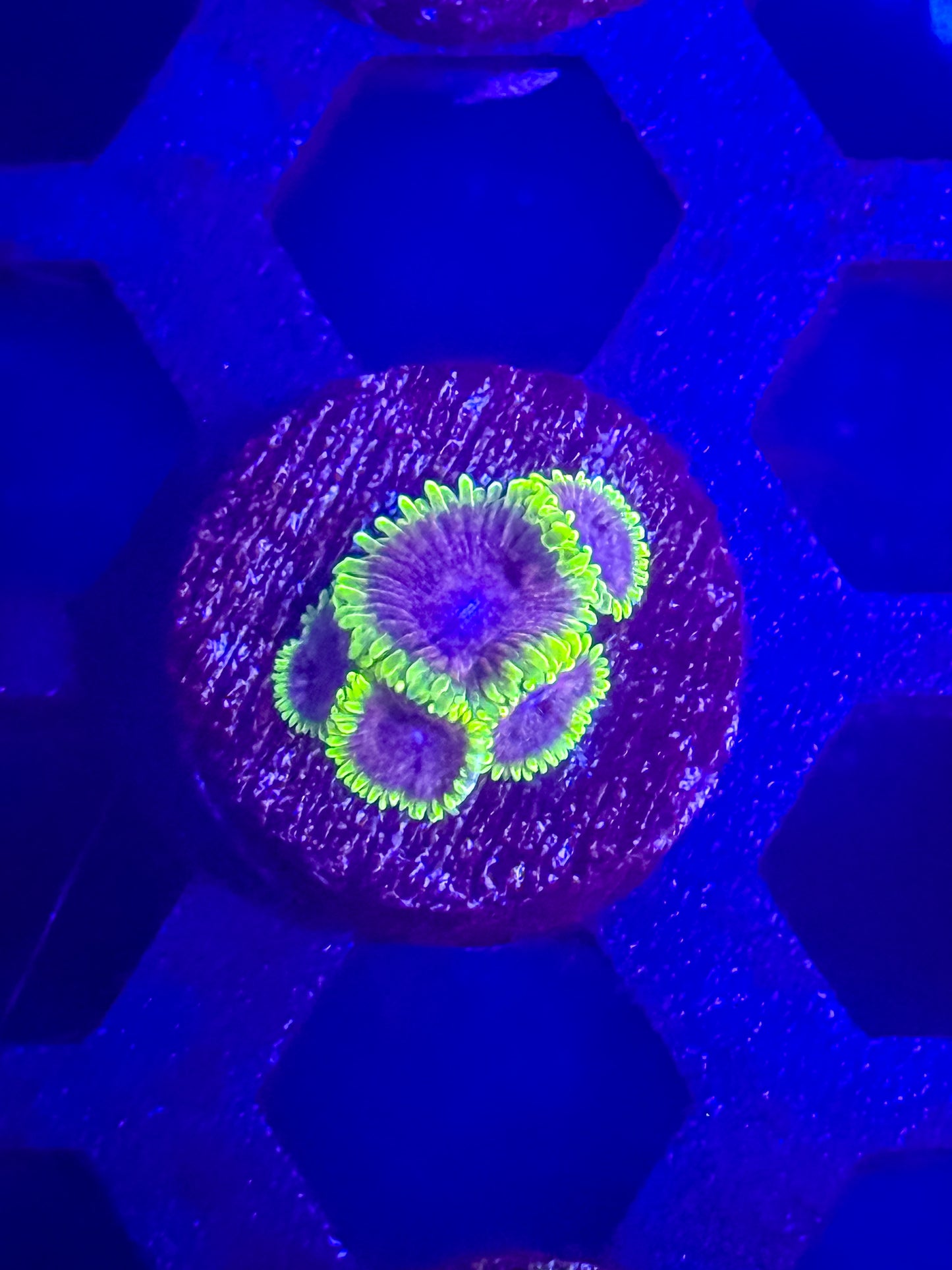 UC Atmosphere Zoas