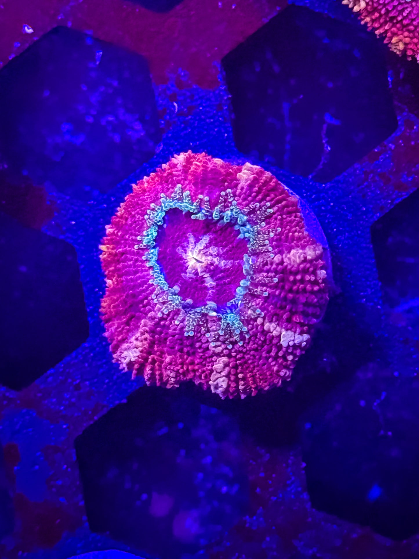 Malaysian Acan Lord