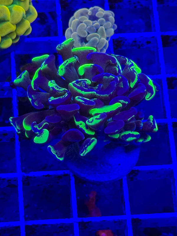 Splatter Branching Hammer