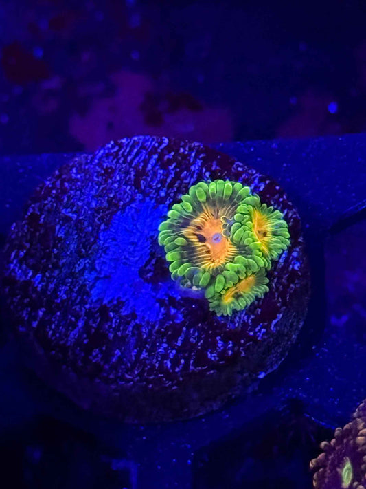 SBB Marvin The Martian Zoa