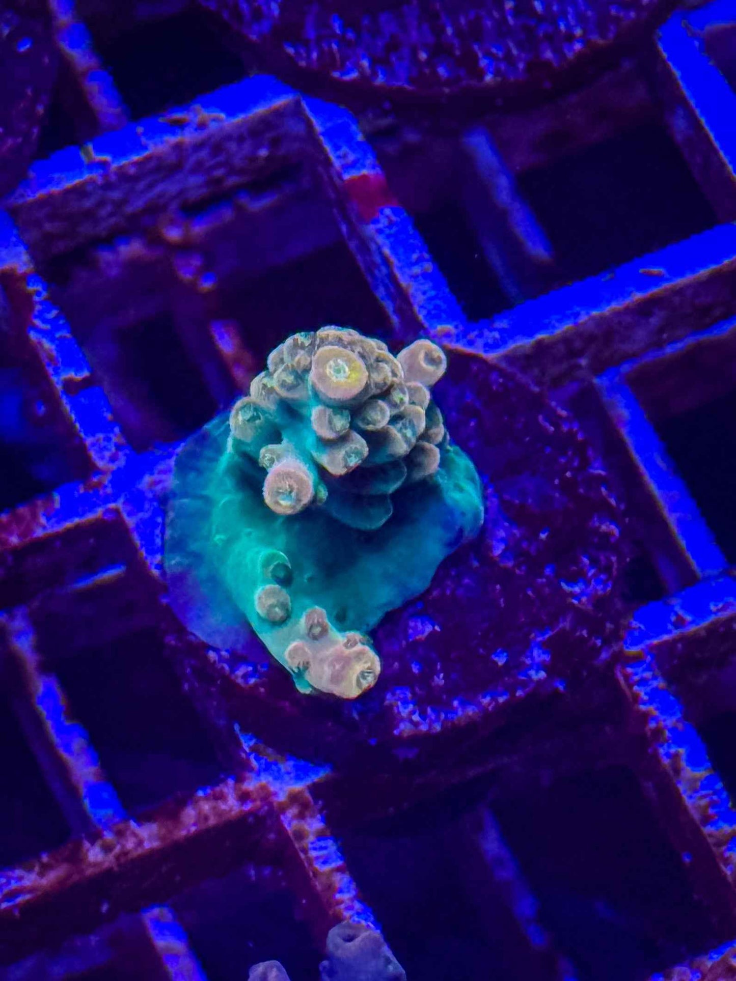 BC Bubblebath Unicorn Acropora
