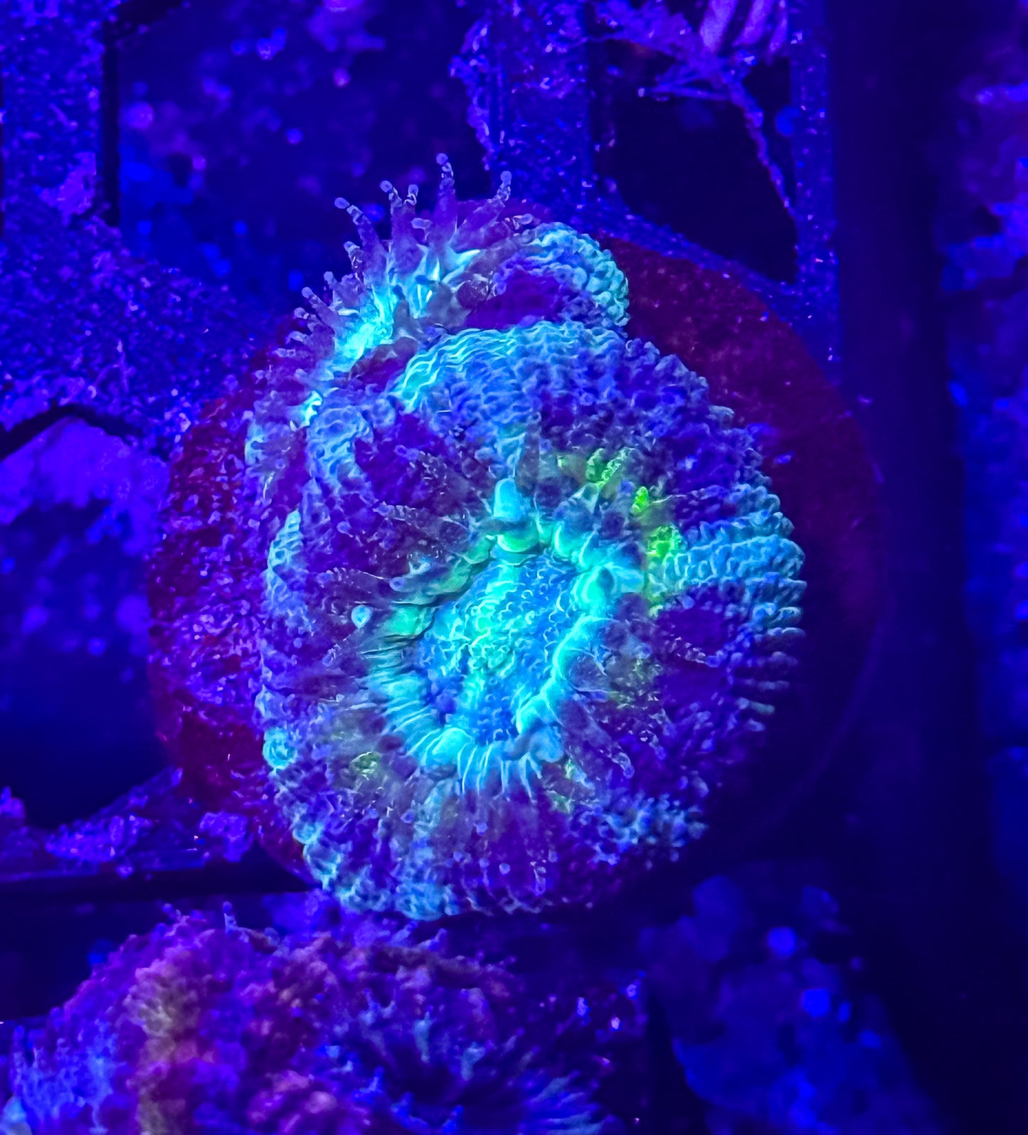 Malaysian Acan Lord