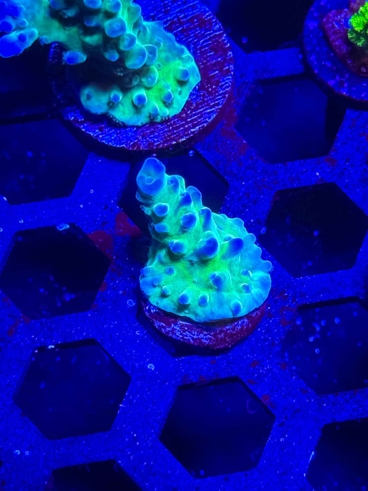 WWC Yellow Tip Acro – WYSIWYG #4