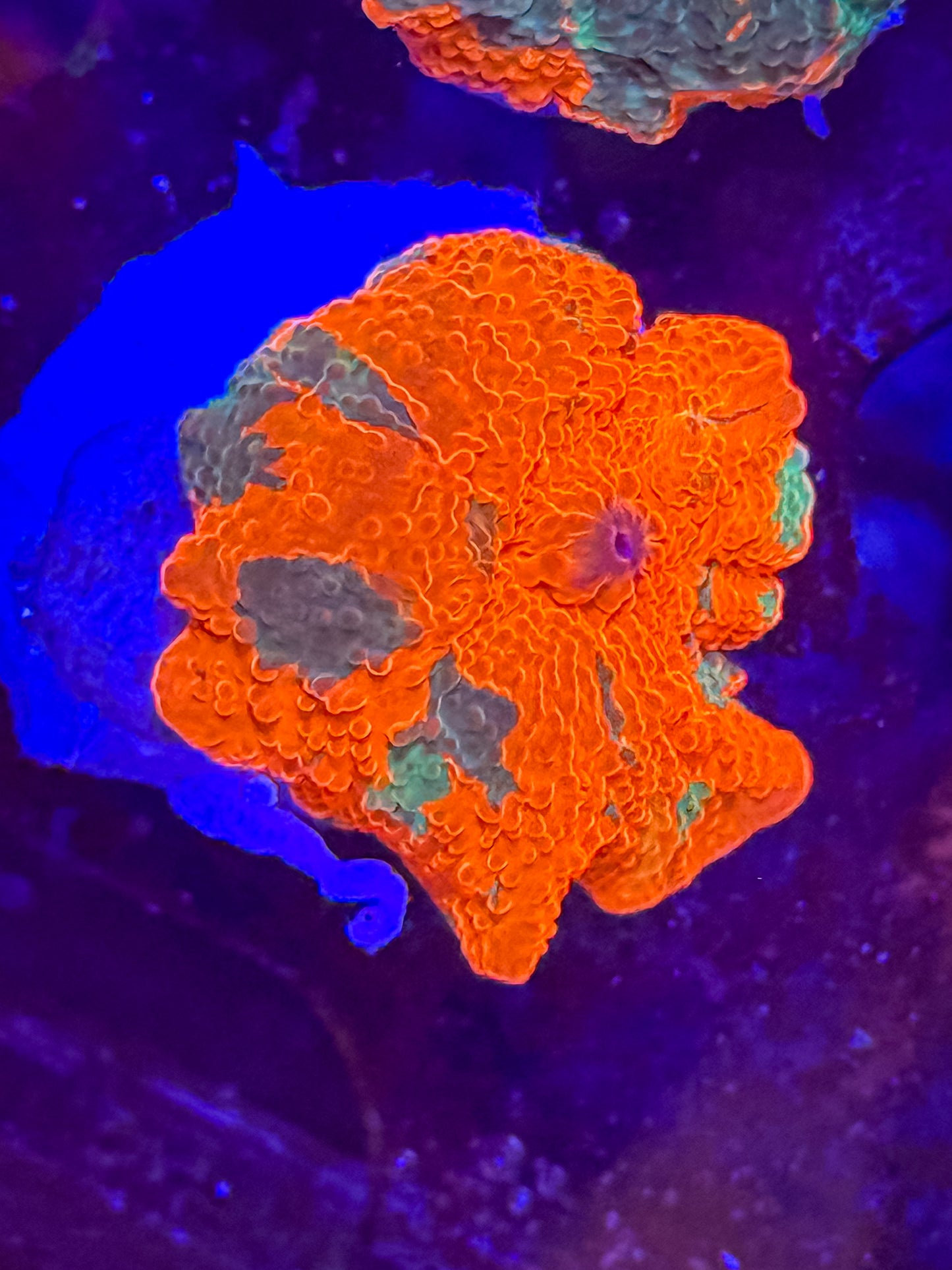Candy Crush Electus Mushroom