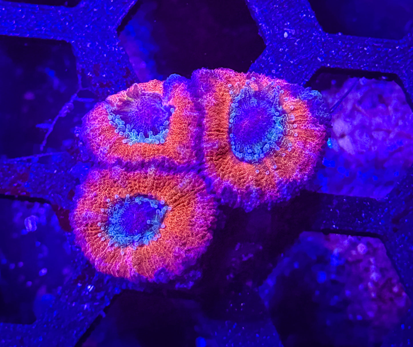 Malaysian Acan Lord
