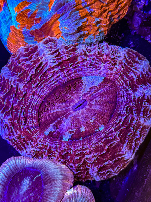 Acanthophyllia Meat Coral