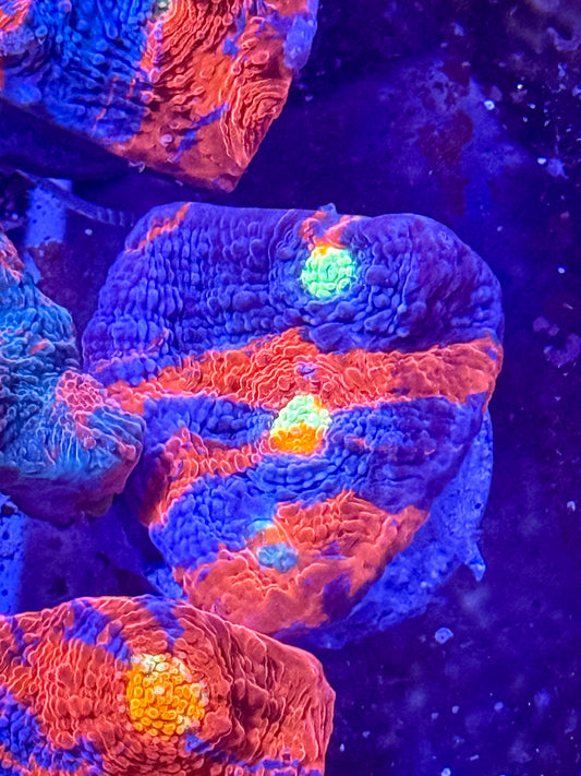 Rainbow Chalice Coral