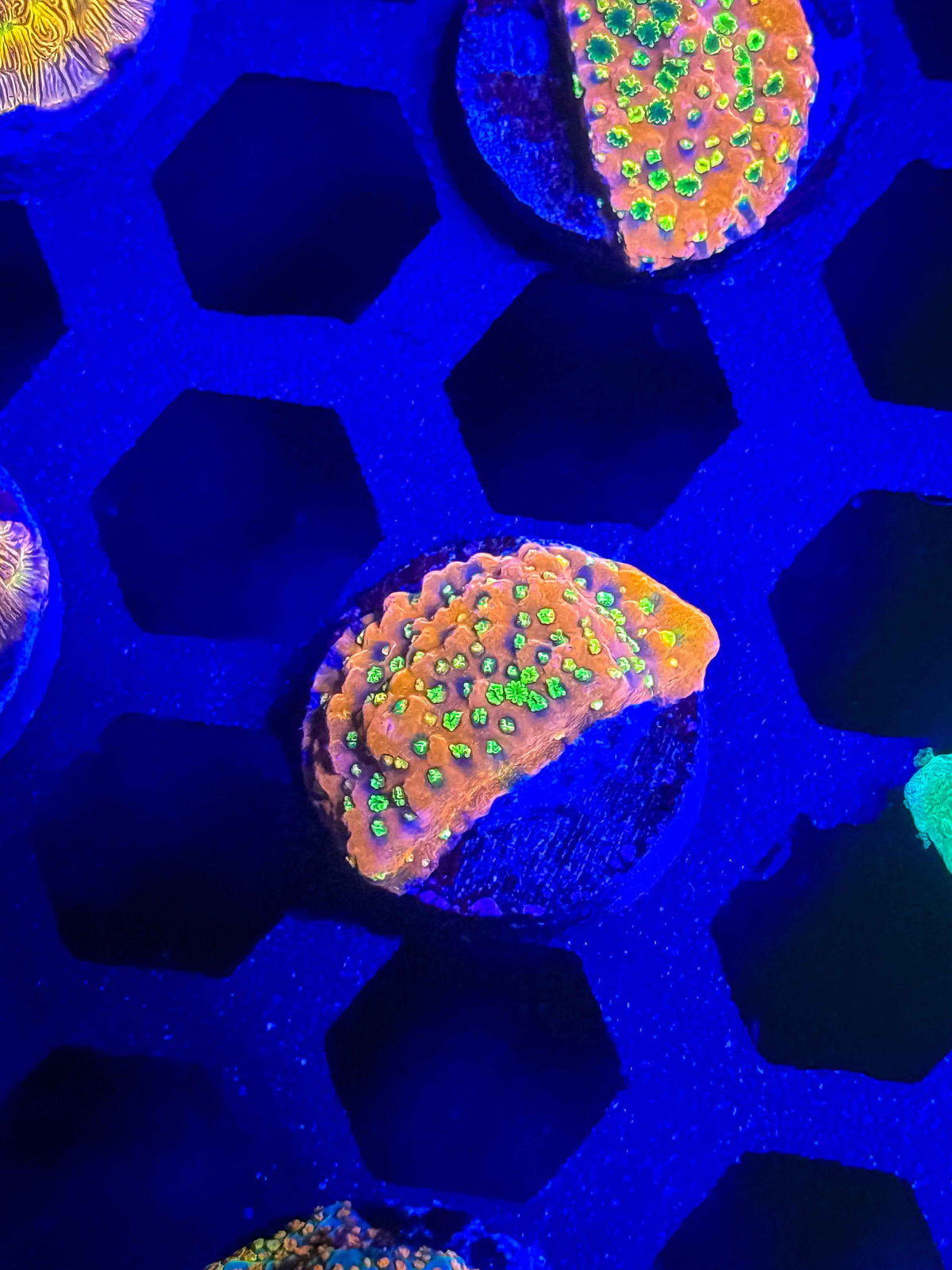 Sunset Encrusting Montipora – WYSIWYG #1