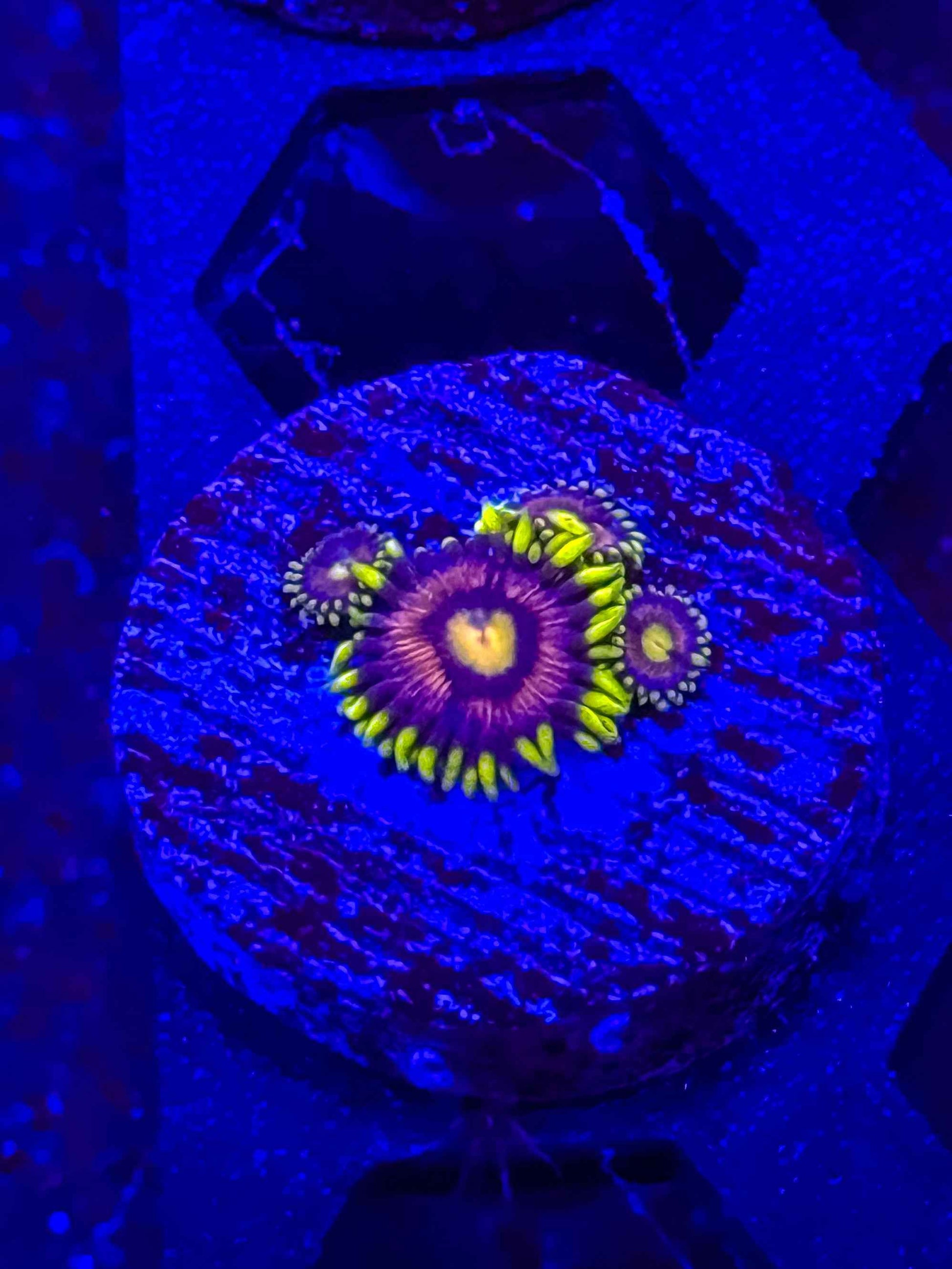 Bubblegum Pop Zoas