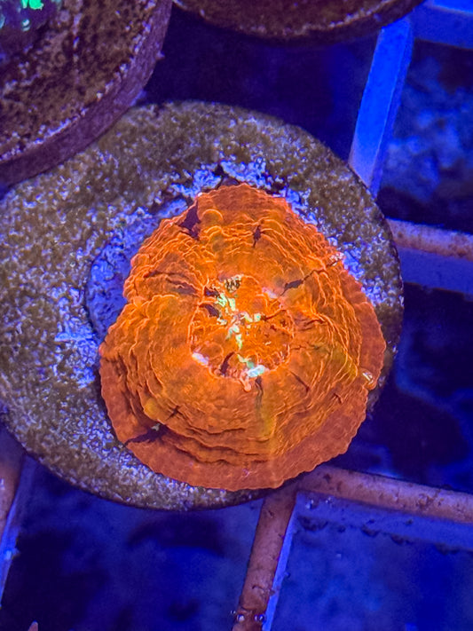 Captive Spawned Scolymia