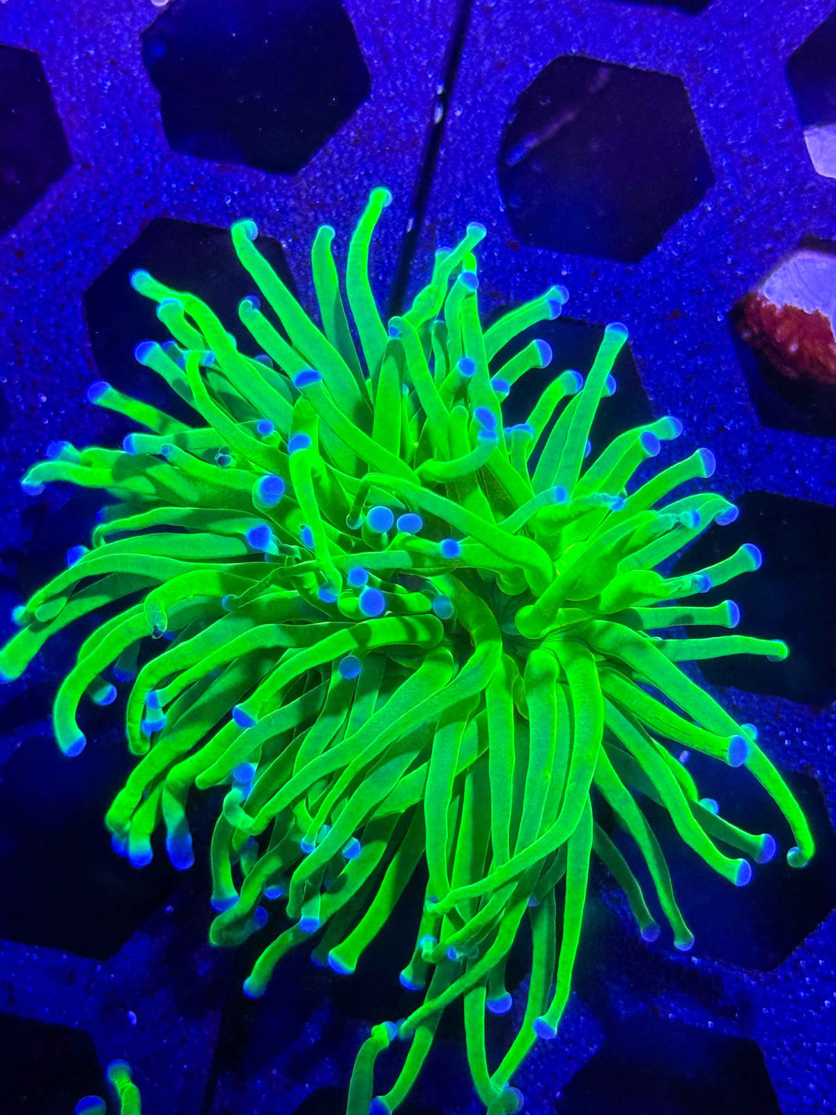 Indo Lime Torch Coral – WYSIWYG #1