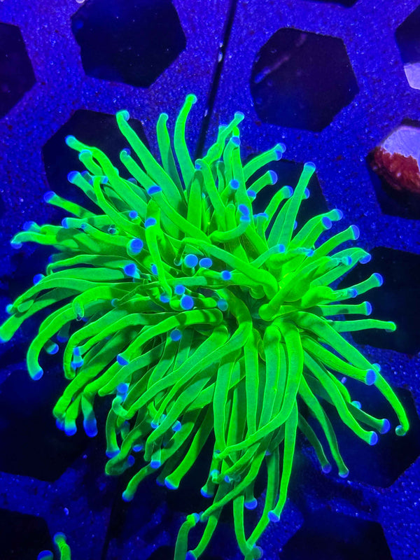 Indo Lime Torch Coral – WYSIWYG #1