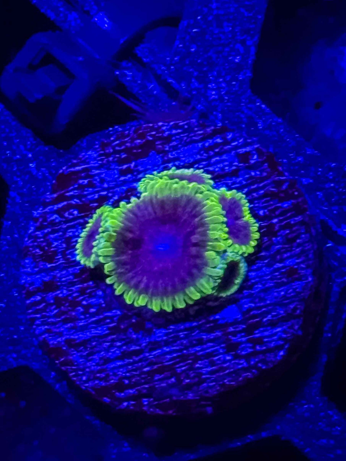 UC Atmosphere Zoa